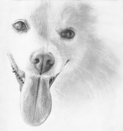 How to draw dogs step by step