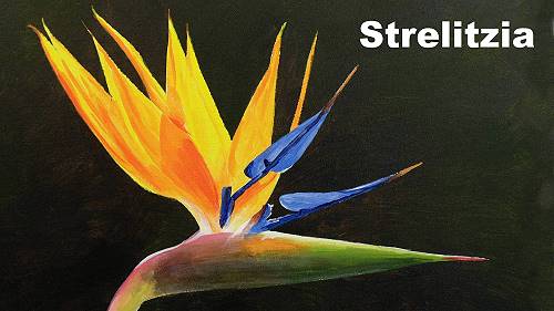 how to paint a strelitzia flower in acrylic