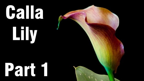 how to paint calla lily oil