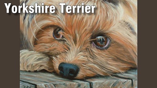 how to paint a yorkshire terrier dog in oil