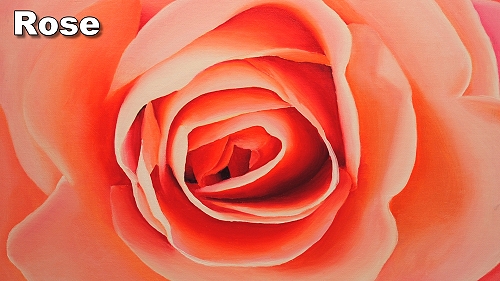 how to paint a rose in oil painting