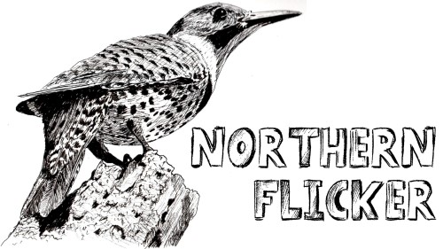 how to draw northern flicker pen ink