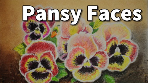 pansy faces