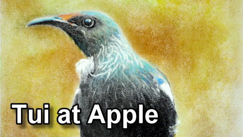 tui at apple