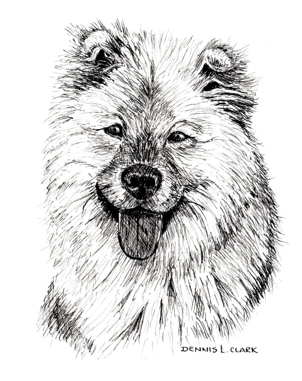 How to Draw a Long Haired Dog in Pen and Ink — Online Art Lessons