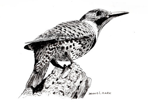 northern flicker