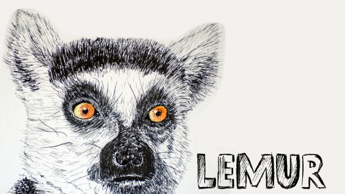 how to draw a lemur pen and ink