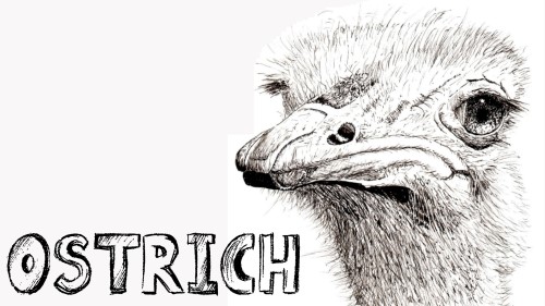 how to draw a ostrich pen and ink