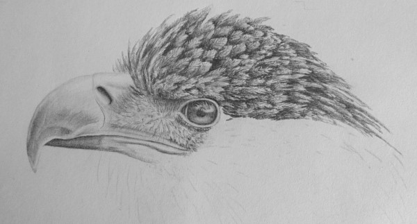 how to draw a realistic eagle part 1