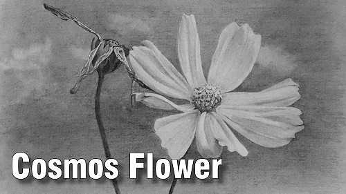 how to draw flowers