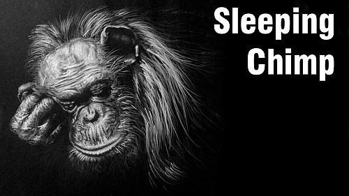 how to draw a chimp primate chimpanzee monkey