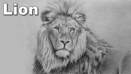 how to draw a lion pencil drawing tutorial