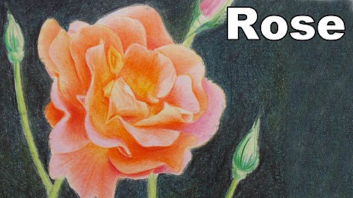 how to draw a rose with colored pencil