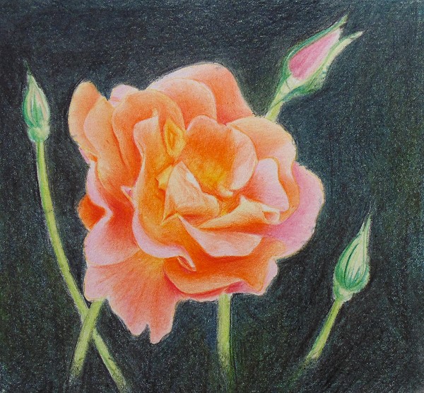 how to draw flowers with colored pencils roses
