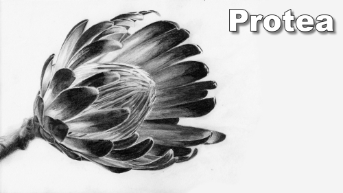 how to draw a protea flower