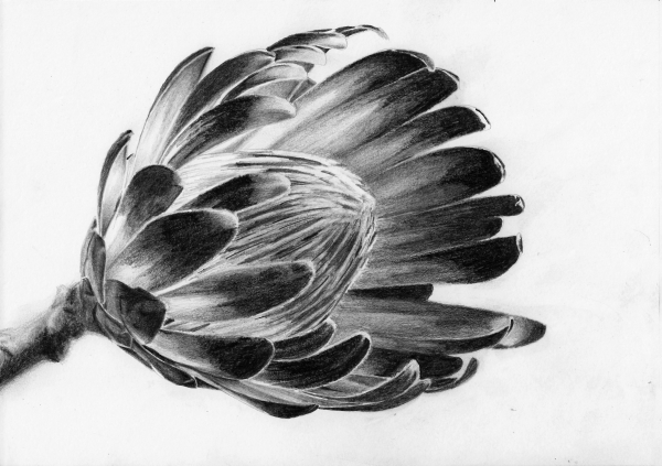 flower drawing tutorial protea