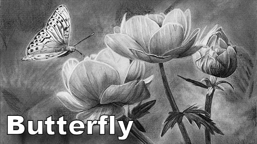 how to draw a butterfly on a flower