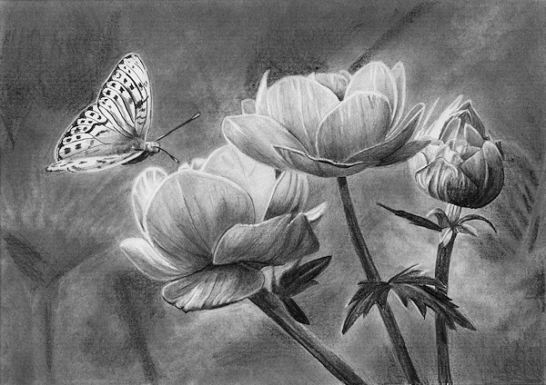 butterflies drawing petals how to flowers draw