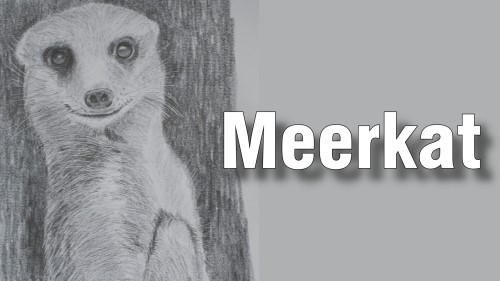 how to draw meerkat pencil