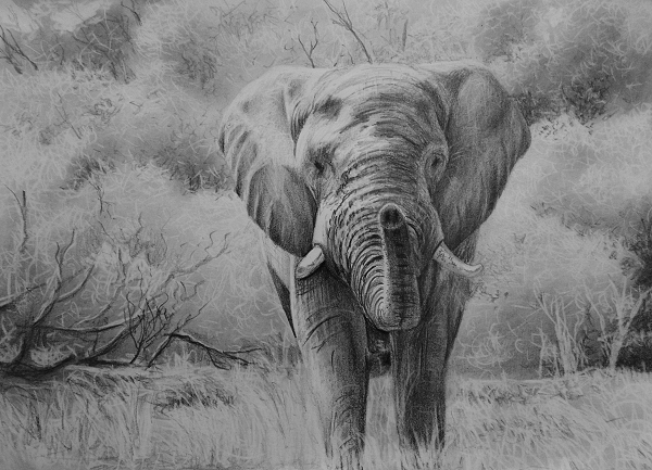 elephant drawing tutorial how to draw wild life big 5