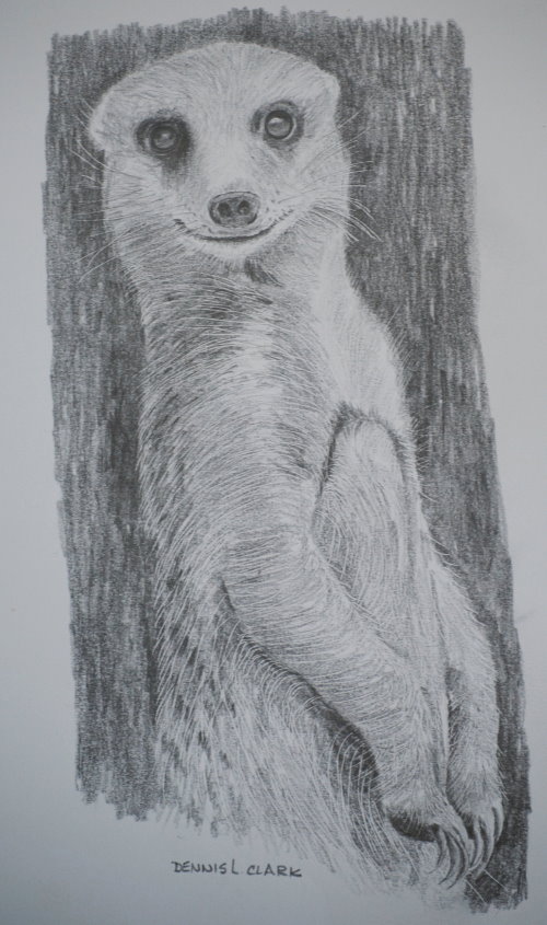 meerkat