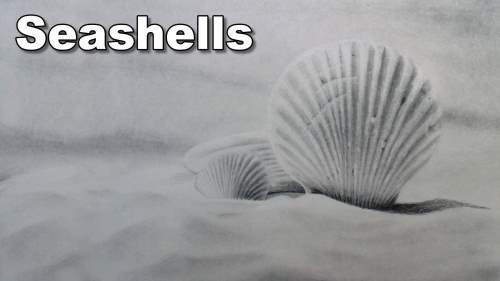 how to draw seashells