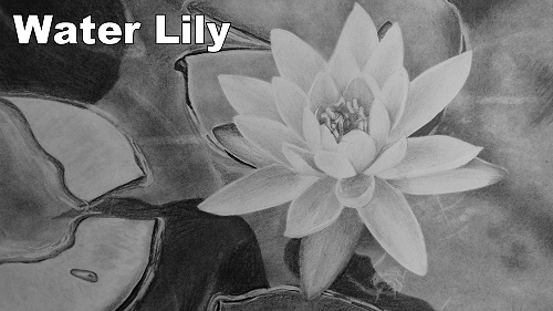 how to draw water lily flower