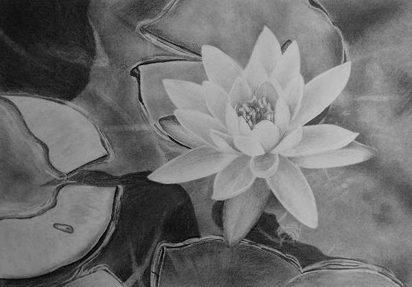 how to draw flowers water lilies