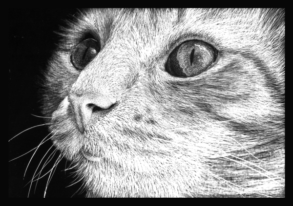 how to draw a realistic cat with scratchboard