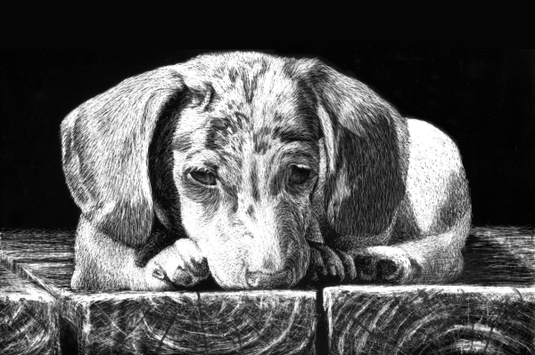 dog scratchboard drawing tutorial