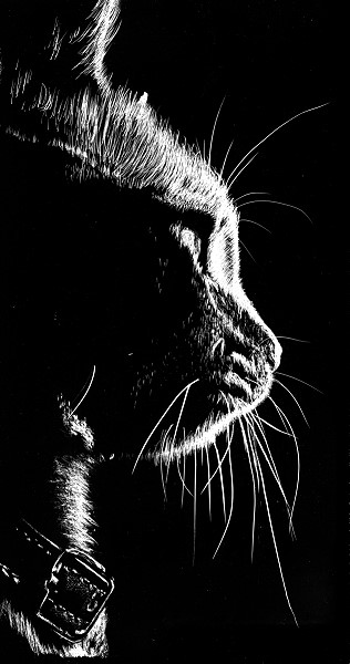 scratchboard drawing lesson