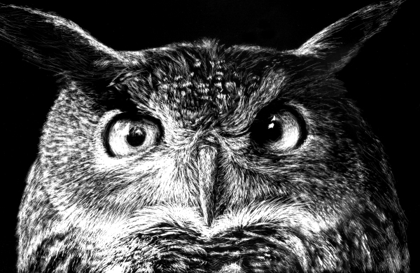 scratchboard owl drawing tutorial