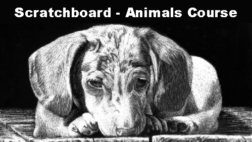 scratchboard animal drawing course