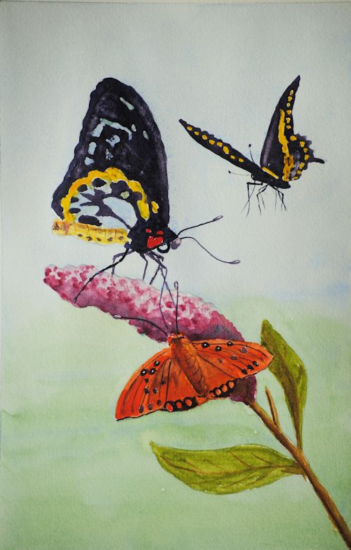 butterflies