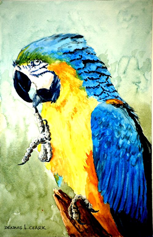 parrot splendour