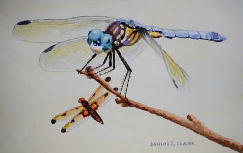 dragonflies