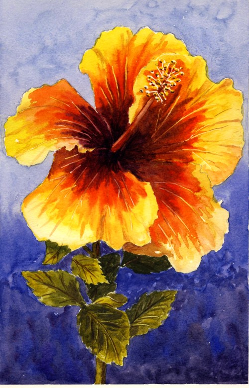Hibiscus Splendour Hibiscus