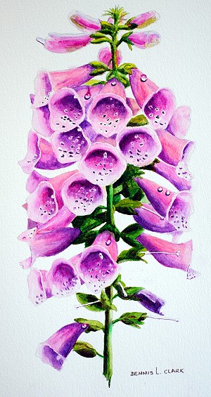 advanced watercolor painting course - how to paint foxgloves