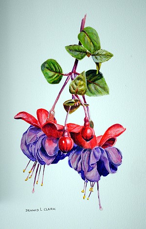 how to paint realistic fuschias in watercolor