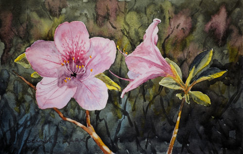 Azaleas closeup