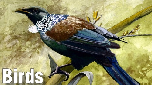 how to paint birds watercolour