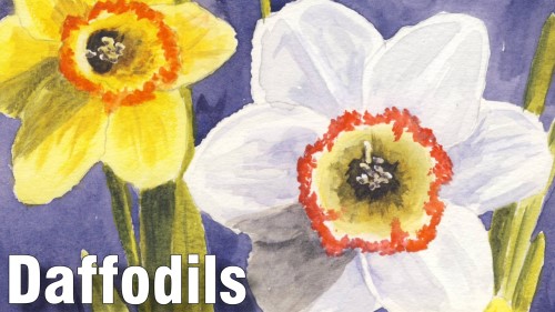 how to paint daffodils watercolour