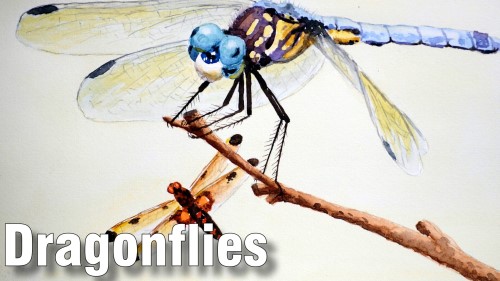 how to paint dragonflies watercolour