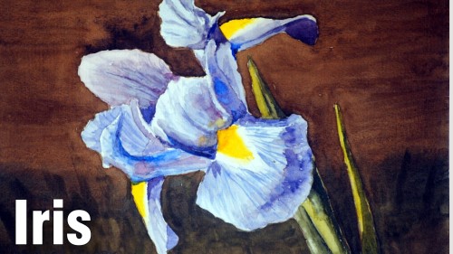 how to paint moss iris watercolour