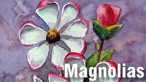 how to paint magnolias watercolour