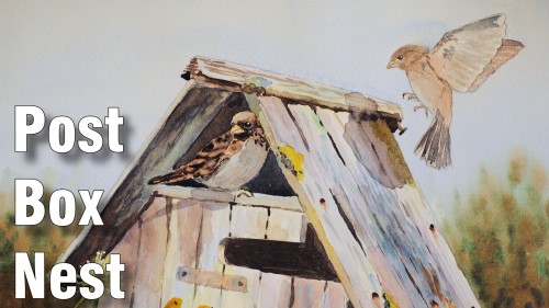 how to paint post box nest watercolour