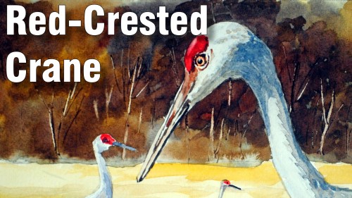 how to paint red crested crane watercolour