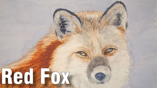 how to paint a red fox watercolour
