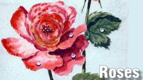 how to paint roses watercolour