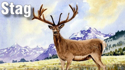 how to paint stag watercolour